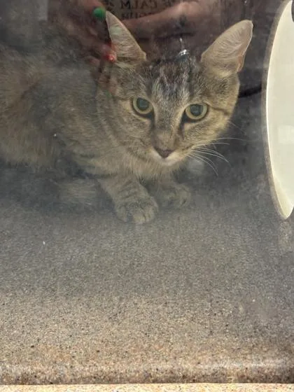 An adult medium-sized female Domestic Short Hair cat named Sugar Daddy for adoption in Sevierville, TN