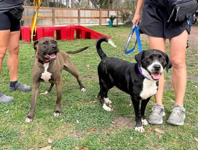An adult medium-sized female Black Labrador Retriever dog named Gidget Bee Sweeter Than for adoption in Friendswood, TX