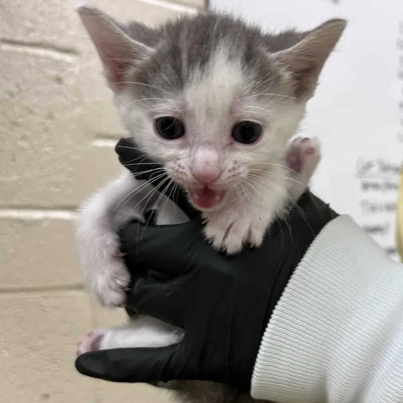 A baby small-sized female Gray / Blue / Silver Domestic Short Hair cat named West for adoption in Winston Salem, NC