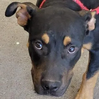 An adult large-sized male Mixed Breed dog named Spike for adoption in Las Cruces, NM