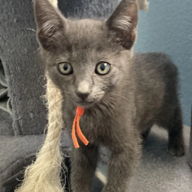 A baby small-sized female Gray / Blue / Silver Domestic Short Hair cat named Pumpkin Bread for adoption in Riverside, CA