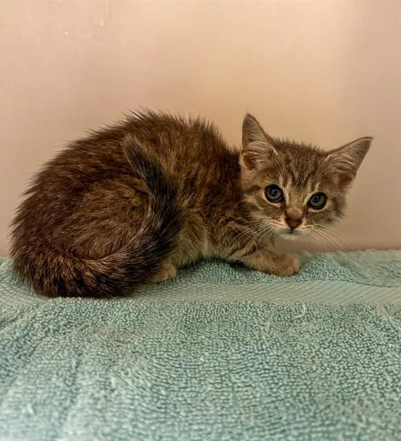 A baby small-sized female Domestic Short Hair cat named Cleo for adoption in Statesville, NC