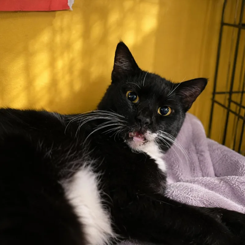 A senior large-sized male Black Domestic Short Hair cat named Renegade for adoption in Howard beach, NY