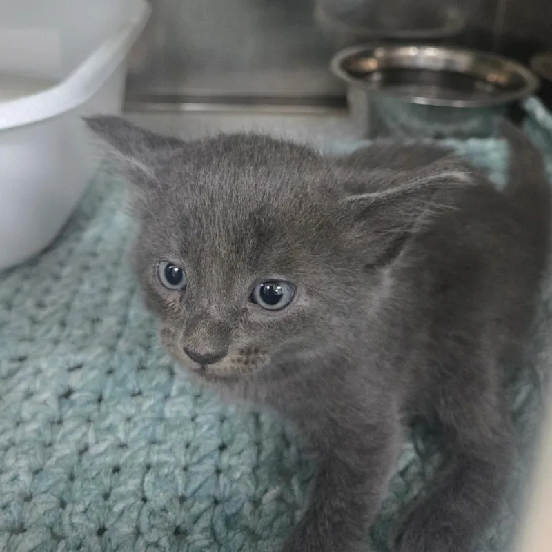 A baby small-sized male Gray / Blue / Silver Domestic Short Hair cat named Comet for adoption in Fredericksburg, VA