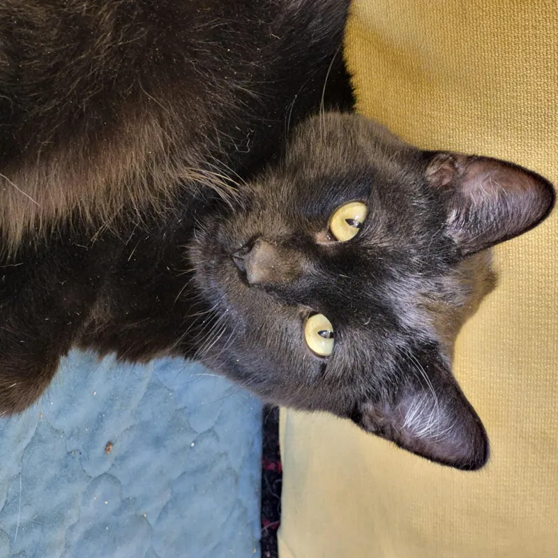 A young medium-sized male Black Domestic Short Hair cat named Keski for adoption in Tillamook, OR