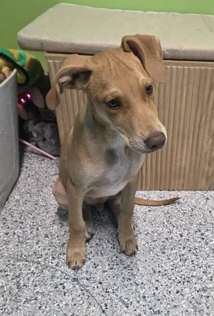 A young medium-sized male Yellow / Tan / Blond / Fawn Doberman Pinscher dog named Raiden for adoption in Converse, TX