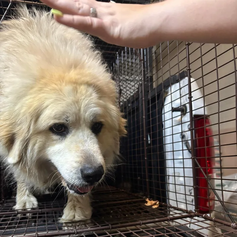 An adult extra large-sized female White / Cream Mixed Breed dog named Paden for adoption in Gadsden, AL