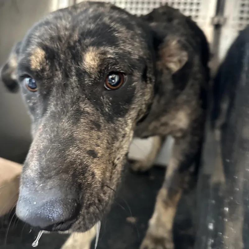 An adult medium-sized male Black Catahoula Leopard Dog dog named Tucker for adoption in Birmingham, AL