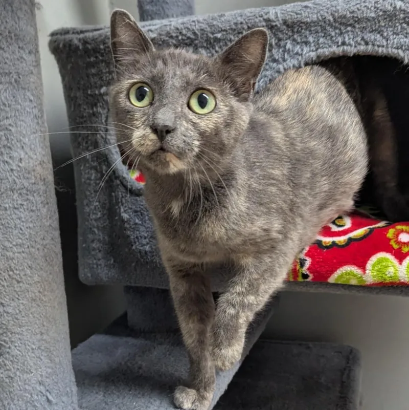 A young medium-sized female Domestic Short Hair cat named Carol for adoption in Aberdeen, WA