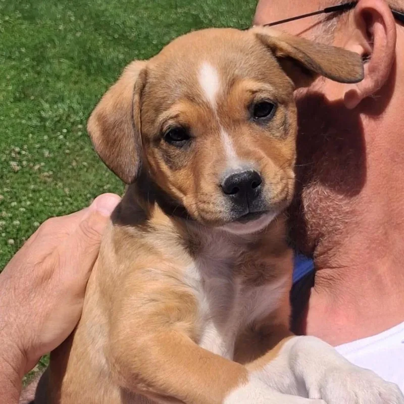 A baby medium-sized female Hound dog named Prissy for adoption in Albany, NY