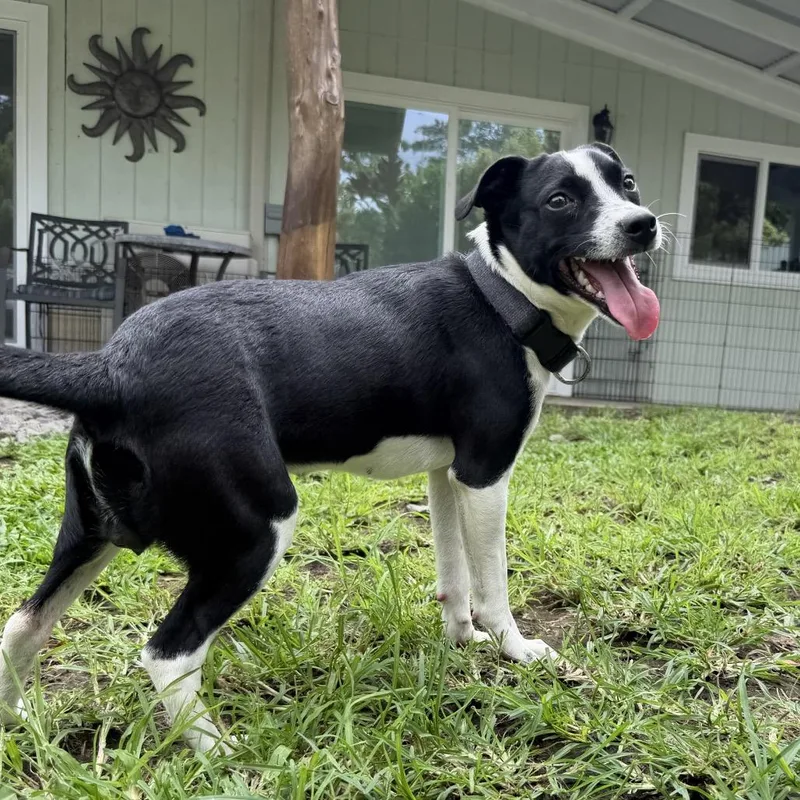 A young small-sized female Black Terrier dog named Tillie for adoption in Keaau, HI