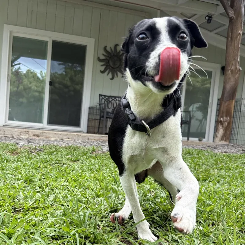 Tillie thumbnail 2