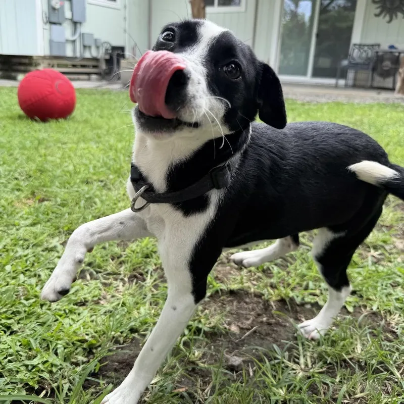 Tillie thumbnail 3