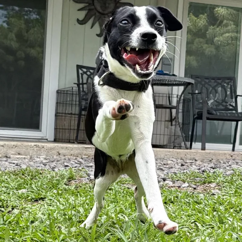 Tillie thumbnail 6