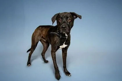 An adult medium-sized male Labrador Retriever dog named Harley for adoption in Knoxville, TN