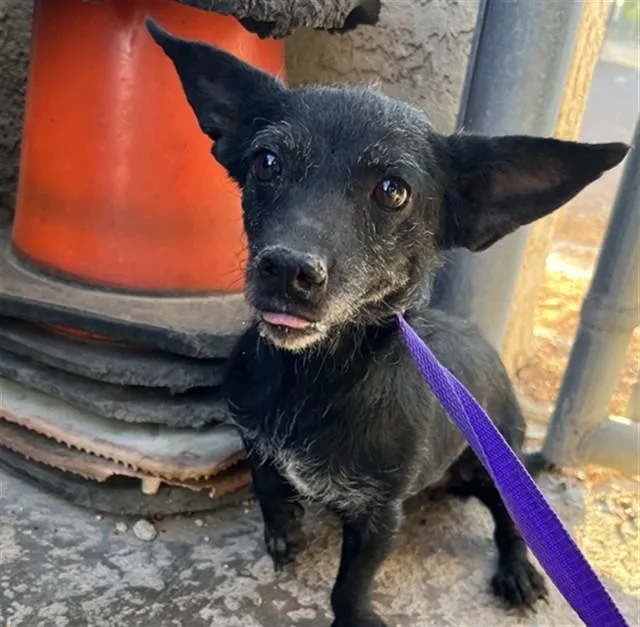 An adult small-sized female Terrier dog named Sweet Caroline for adoption in Tucson, AZ