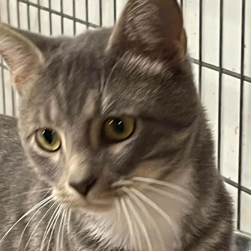 An adult small-sized male Domestic Medium Hair cat named Sir Phantohm for adoption in Inwood, WV