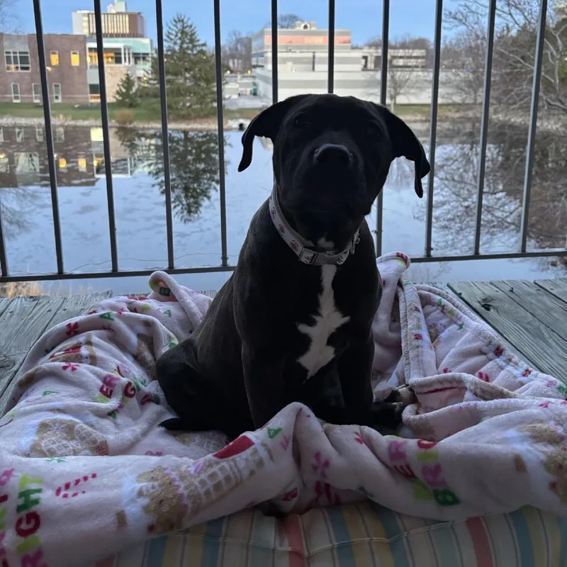 A young medium-sized female Black Cane Corso dog named Lemon for adoption in Indianapolis, IN
