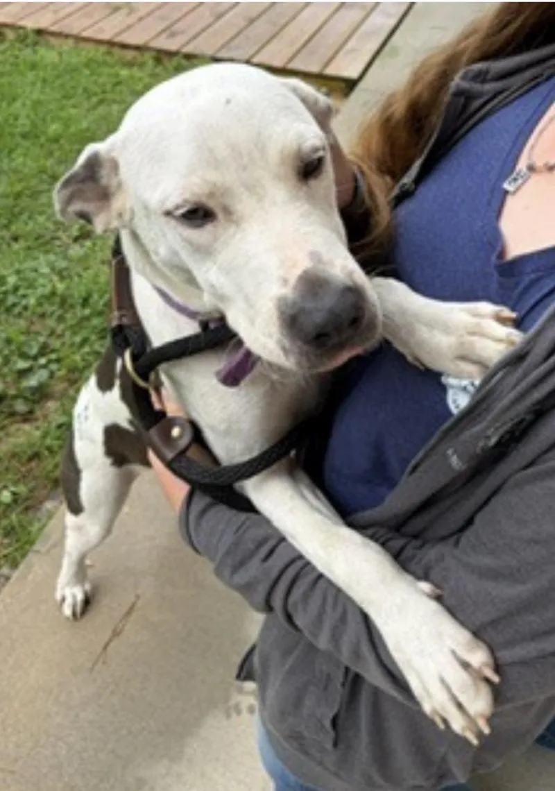 A young large-sized female Terrier dog named Mackenzie for adoption in Cumberland, RI