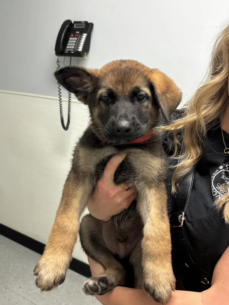 A baby small-sized male Brown / Chocolate German Shepherd Dog dog named Fidelis for adoption in Sealy, TX