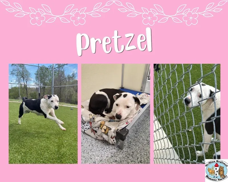 Pretzel