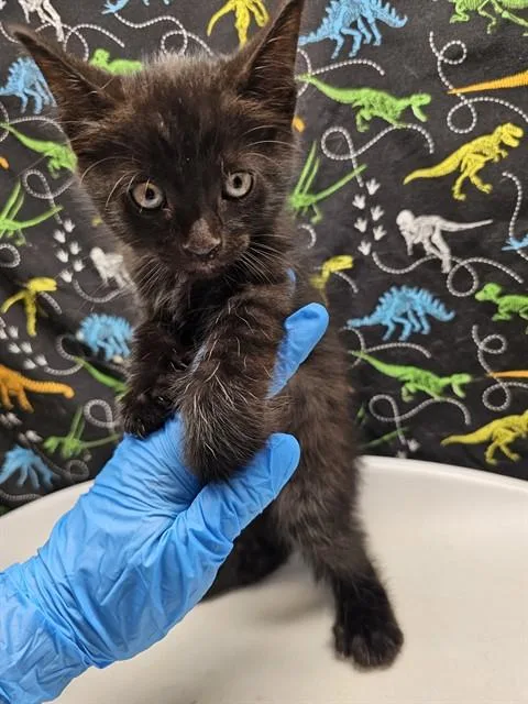 A baby small-sized male Domestic Short Hair cat named Galaxy for adoption in Riverside, CA