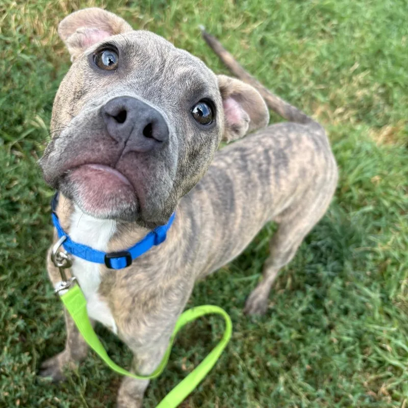 A baby small-sized male Gray / Blue / Silver Terrier dog named Rainier for adoption in West Des Moines, IA