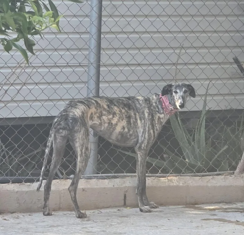 A young medium-sized female Galgo Spanish Greyhound dog named Bluejay for adoption in Winter Park, FL