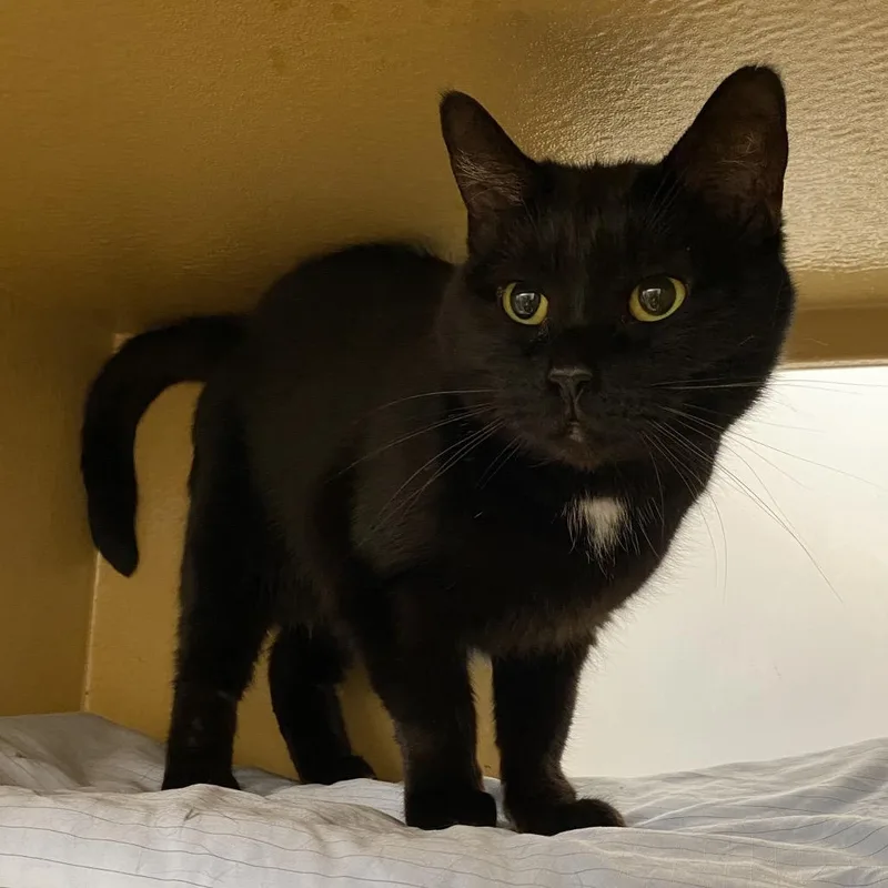 Vera Lynn thumbnail 2