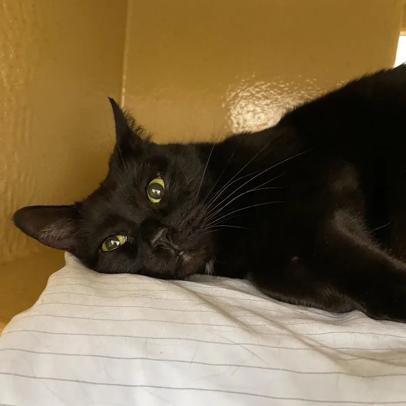 Vera Lynn thumbnail 3