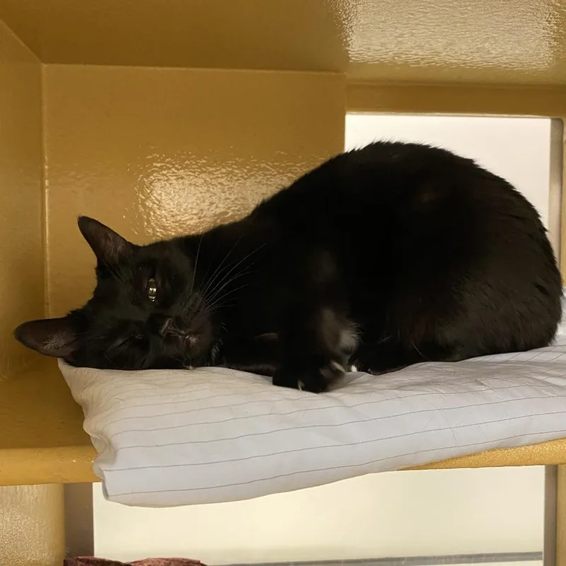 Vera Lynn thumbnail 4