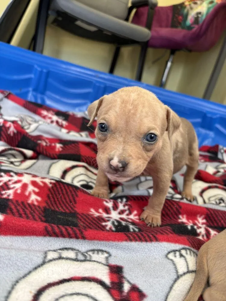A baby small-sized female Merle (Blue) American Bulldog dog named Rosette Rosie for adoption in Lakeland, FL