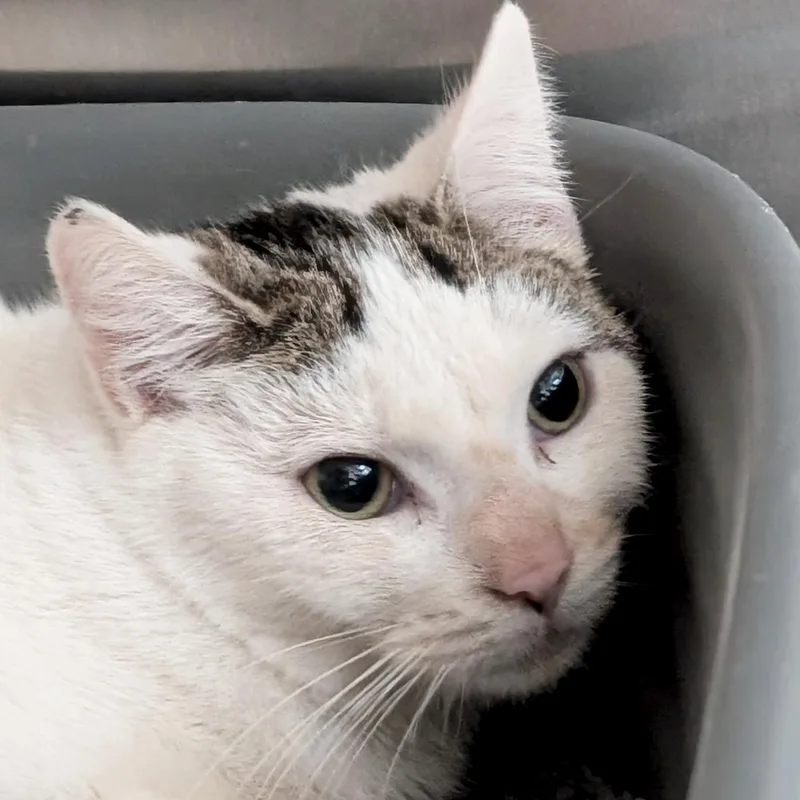 Popsicle  Working Cat!