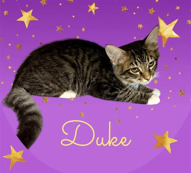 Duke