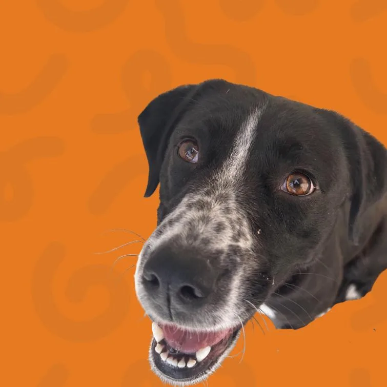 A young medium-sized female Black Labrador Retriever dog named Faera for adoption in Reno, NV