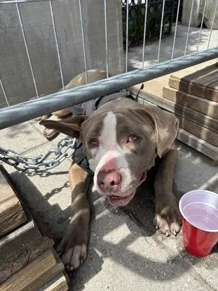 An adult medium-sized male Mixed Breed dog named Knine for adoption in West Chester, PA
