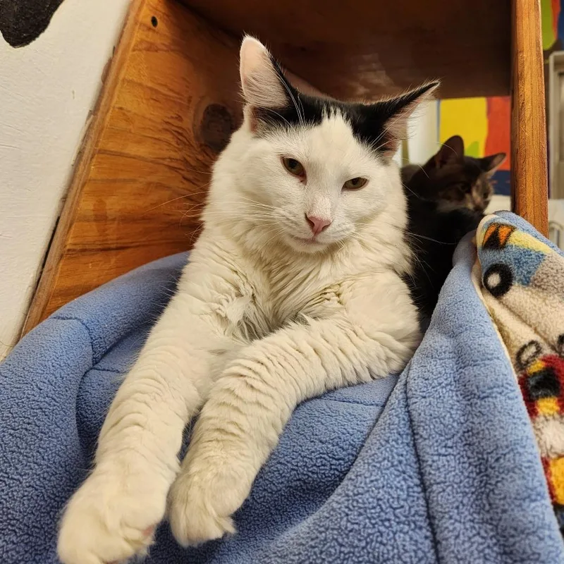 An adult large-sized male Black Domestic Medium Hair cat named Schmidt for adoption in Delaware, OH