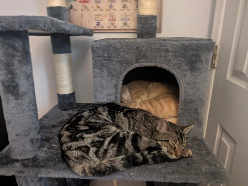 A young medium-sized female Domestic Short Hair cat named Evren for adoption in Alpharetta, GA