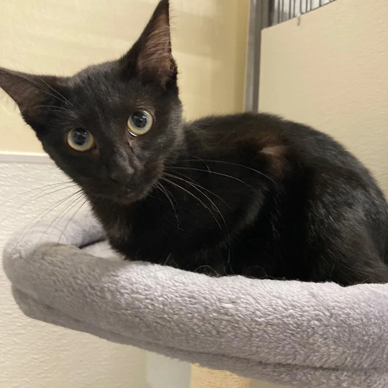 A baby medium-sized female Black Domestic Short Hair cat named Triss for adoption in Kankakee, IL
