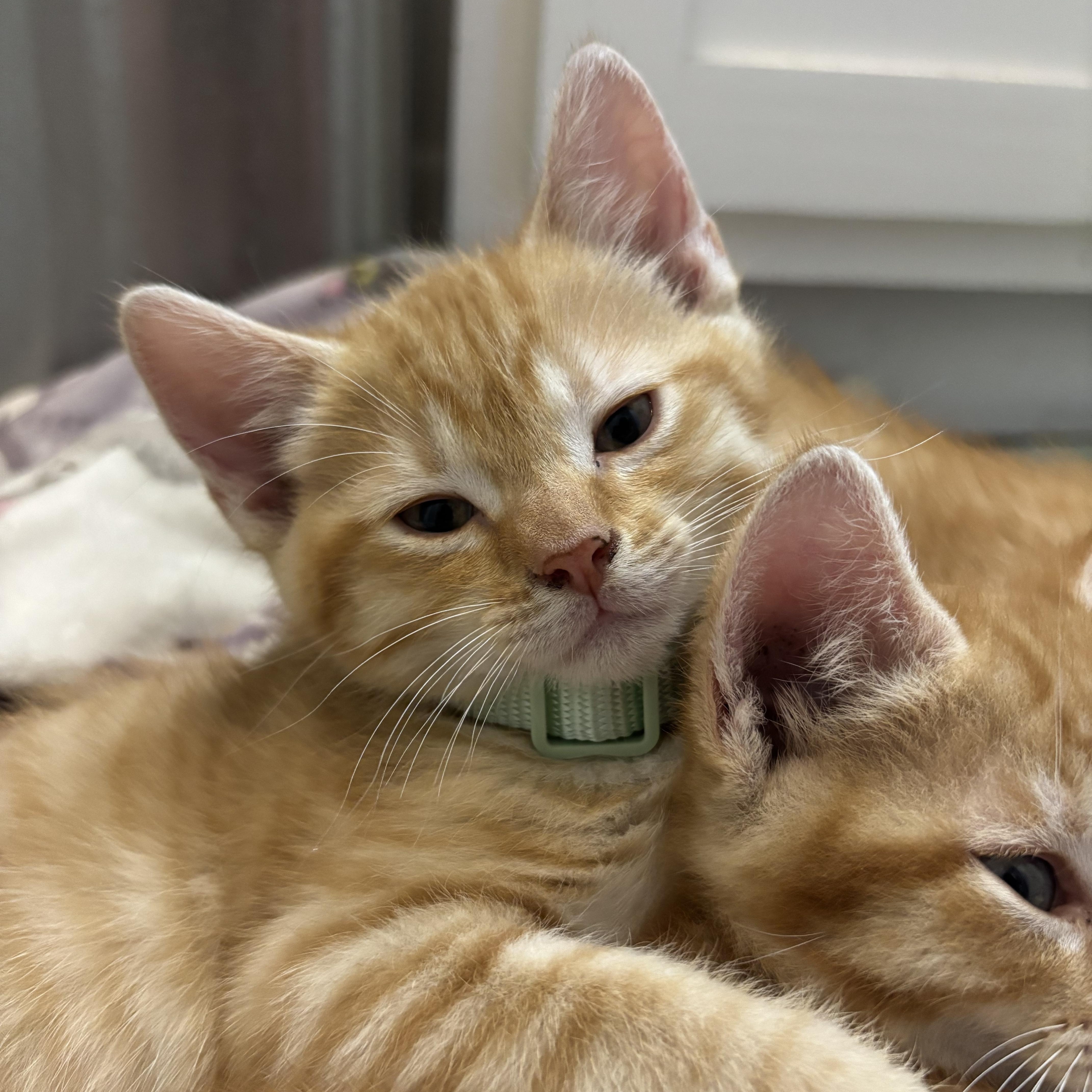 A baby small-sized male Orange / Red Domestic Short Hair cat named Oscar for adoption in Pearland, TX