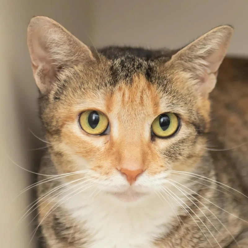 A young medium-sized female Calico Domestic Short Hair cat named Honey for adoption in Middletown, RI