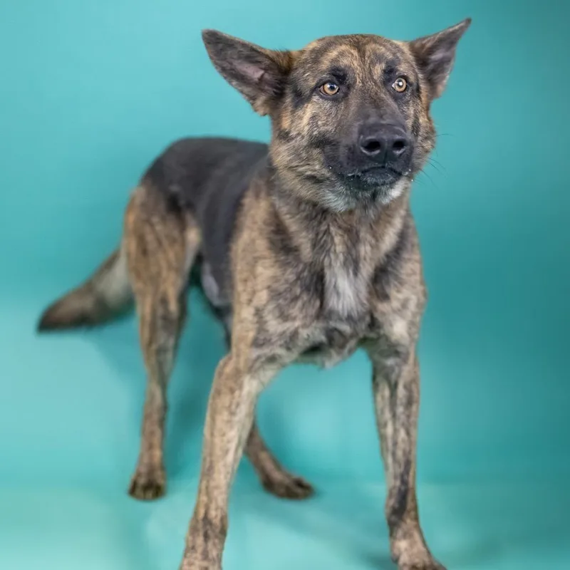 An adult medium-sized male Brindle Shepherd dog named Rico for adoption in Portland, OR