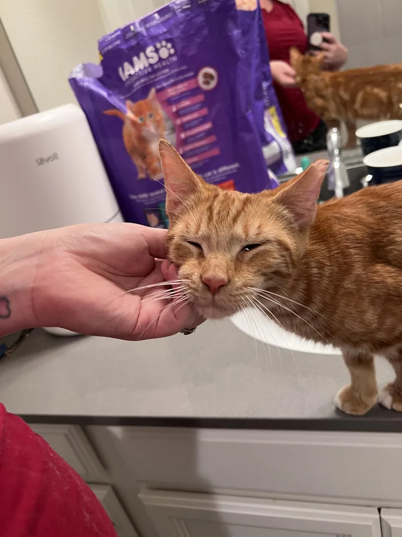 A young medium-sized male Domestic Short Hair cat named Churo for adoption in Jacksonville, FL