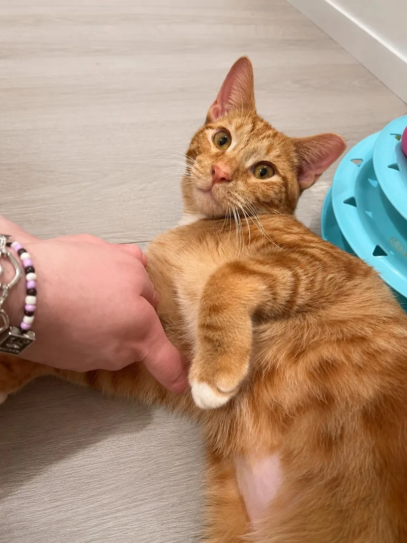 Churo thumbnail 4