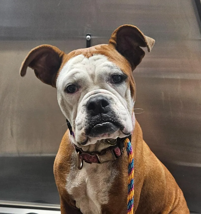 A young large-sized female Boxer dog named Sally for adoption in Vineland, NJ