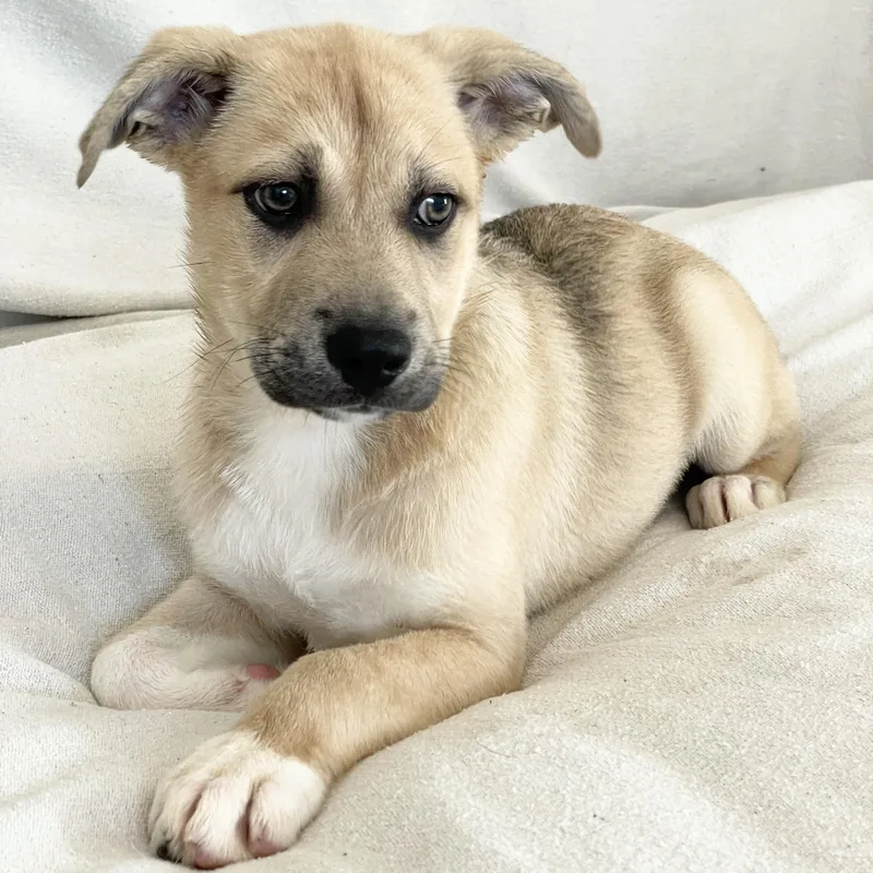 Lovely Lamb thumbnail 2