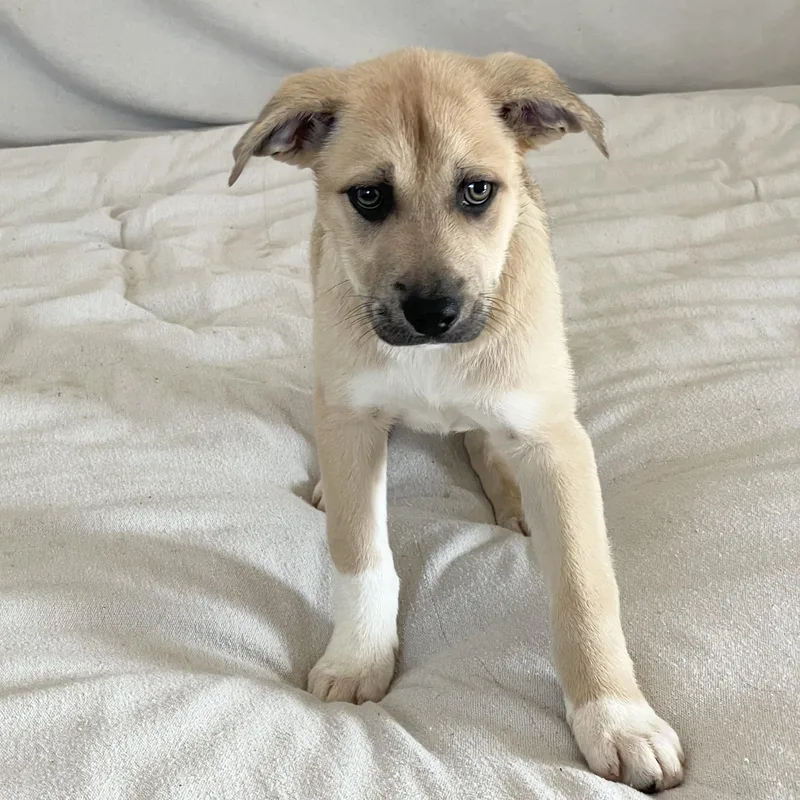 Lovely Lamb thumbnail 3