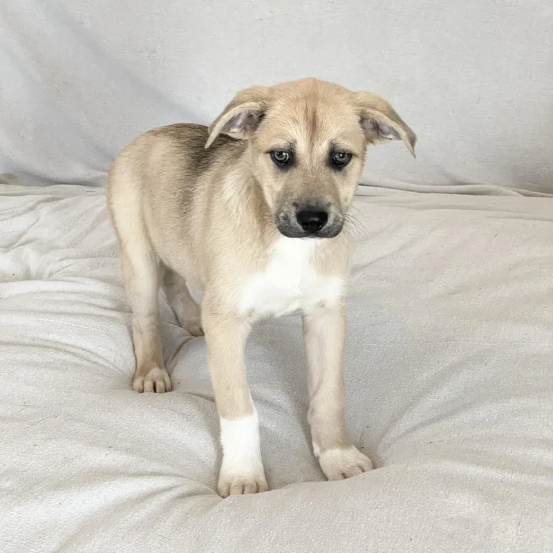 Lovely Lamb thumbnail 4