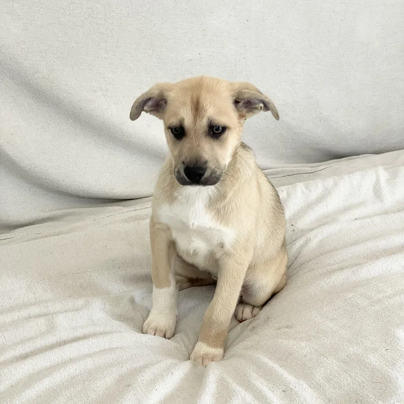 Lovely Lamb thumbnail 5