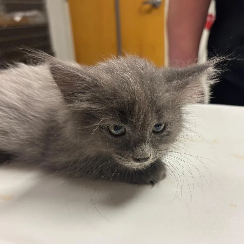 A baby small-sized male Domestic Long Hair cat named Dryer Lint for adoption in Ottawa, KS